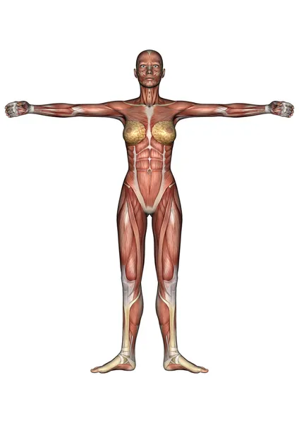 Kadın anatomi şekil — Stok fotoğraf