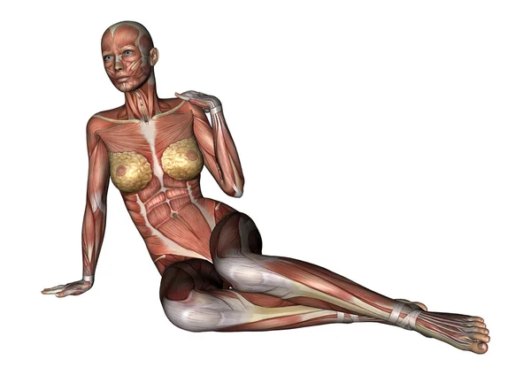 Female Anatomy Figure — Stock Photo, Image