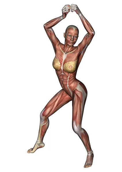 Figura anatomica femminile — Foto Stock