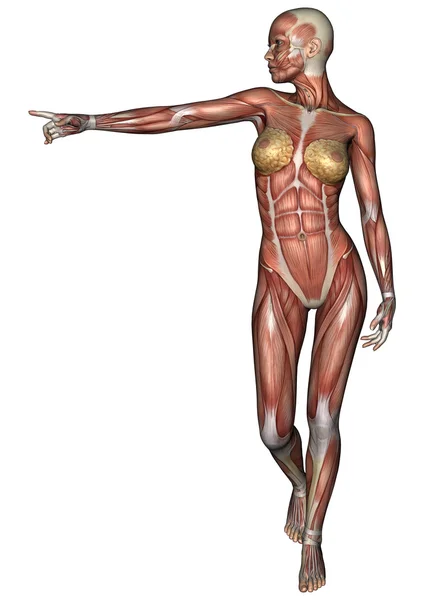 Figura de anatomía femenina —  Fotos de Stock