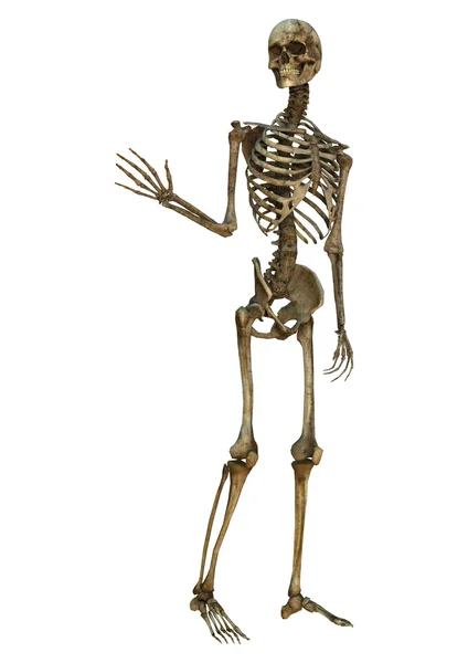 Waving Skeleton — Stock Photo, Image