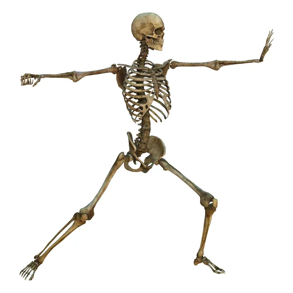Чоловічий скелет — стокове фото