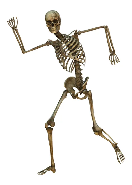 Ανδρικός σκελετός — Φωτογραφία Αρχείου