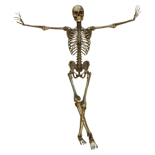 Manliga skelettet — Stockfoto