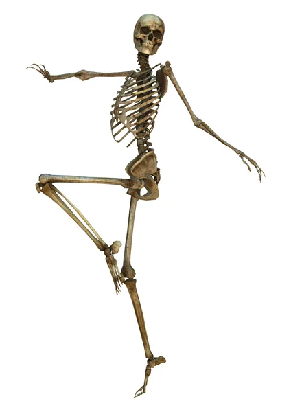 Emberi csontváz — Stock Fotó
