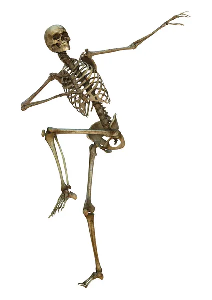 Human Skeleton — Stock Image Human Skeleton Royalty Free Stock Photos