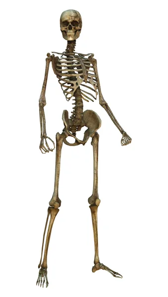 Human Skeleton — Stock Photo, Image