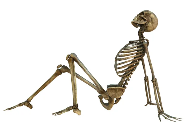 Human Skeleton — Stock Photo, Image