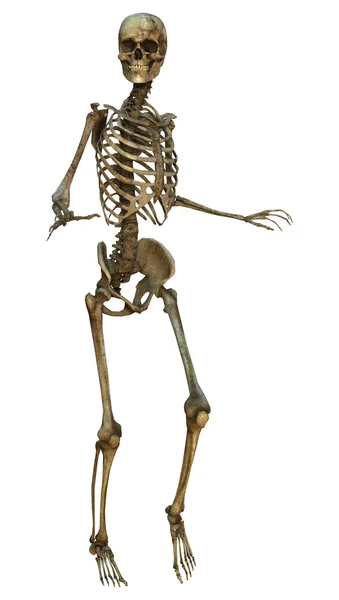 Menschliches Skelett — Stockfoto
