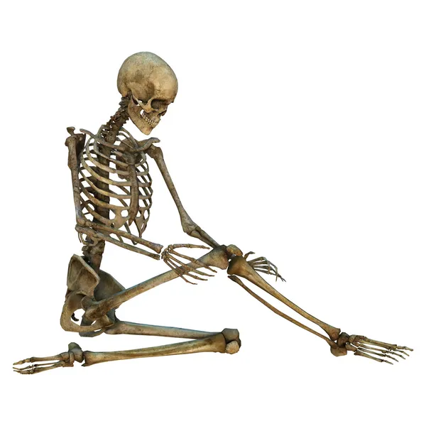 Human Skeleton — Stock Photo, Image