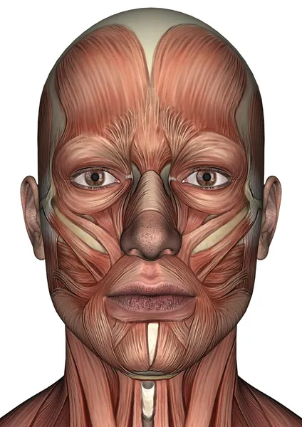 erkek anatomisi yüz