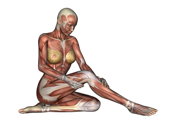 Vrouwelijke anatomie figuur — Stockfoto