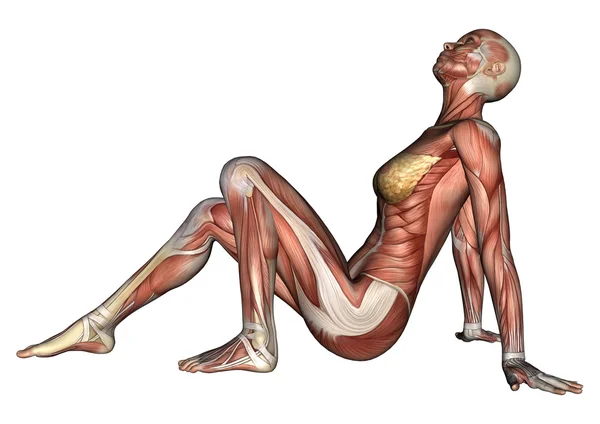 Female Anatomy Figure — Stock Photo, Image