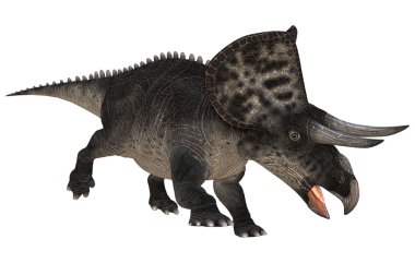 dinozor zuniceratops