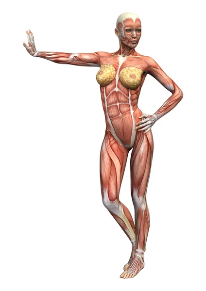 Postać kobiecej anatomii — Zdjęcie stockowe