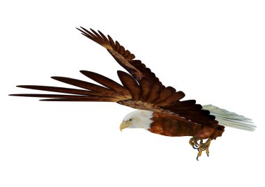 kartal