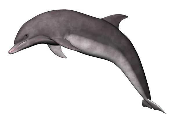 Hoppende delfin - Stock-foto