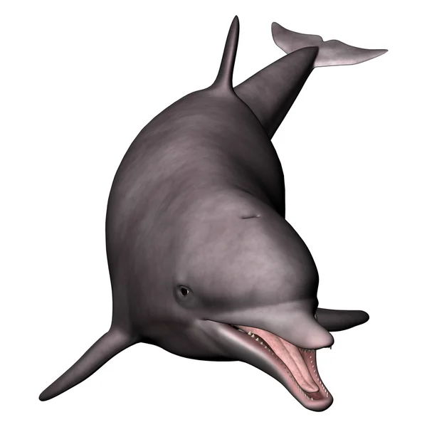 Delfin - Stock-foto