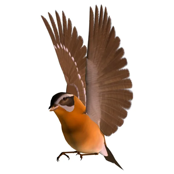 Songbird Grosbeak — Stock Photo, Image