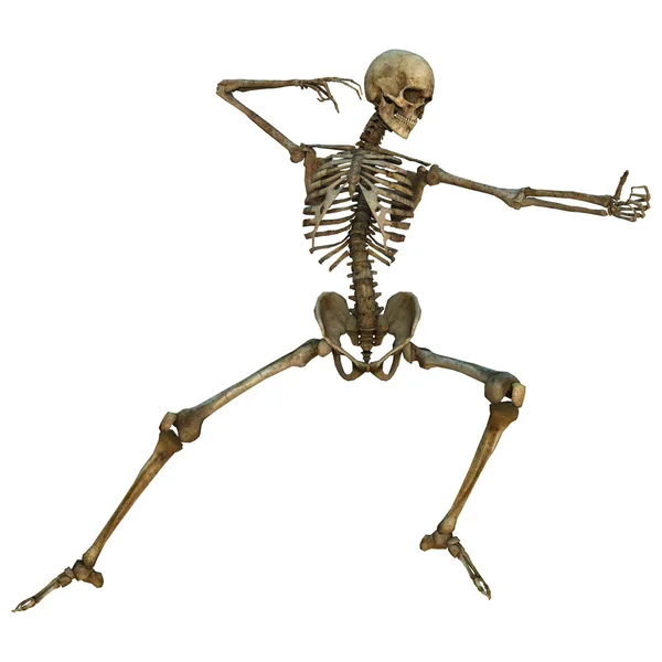 Human Skeleton — Stock Photo, Image