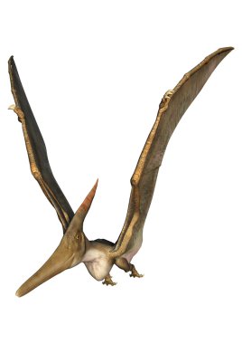 Pteranodon