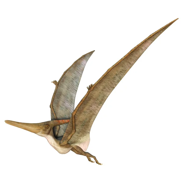 Pteranodon — Zdjęcie stockowe