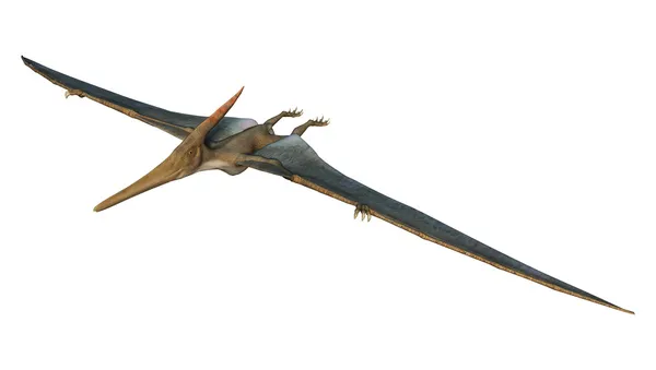 Pteranodon — Φωτογραφία Αρχείου