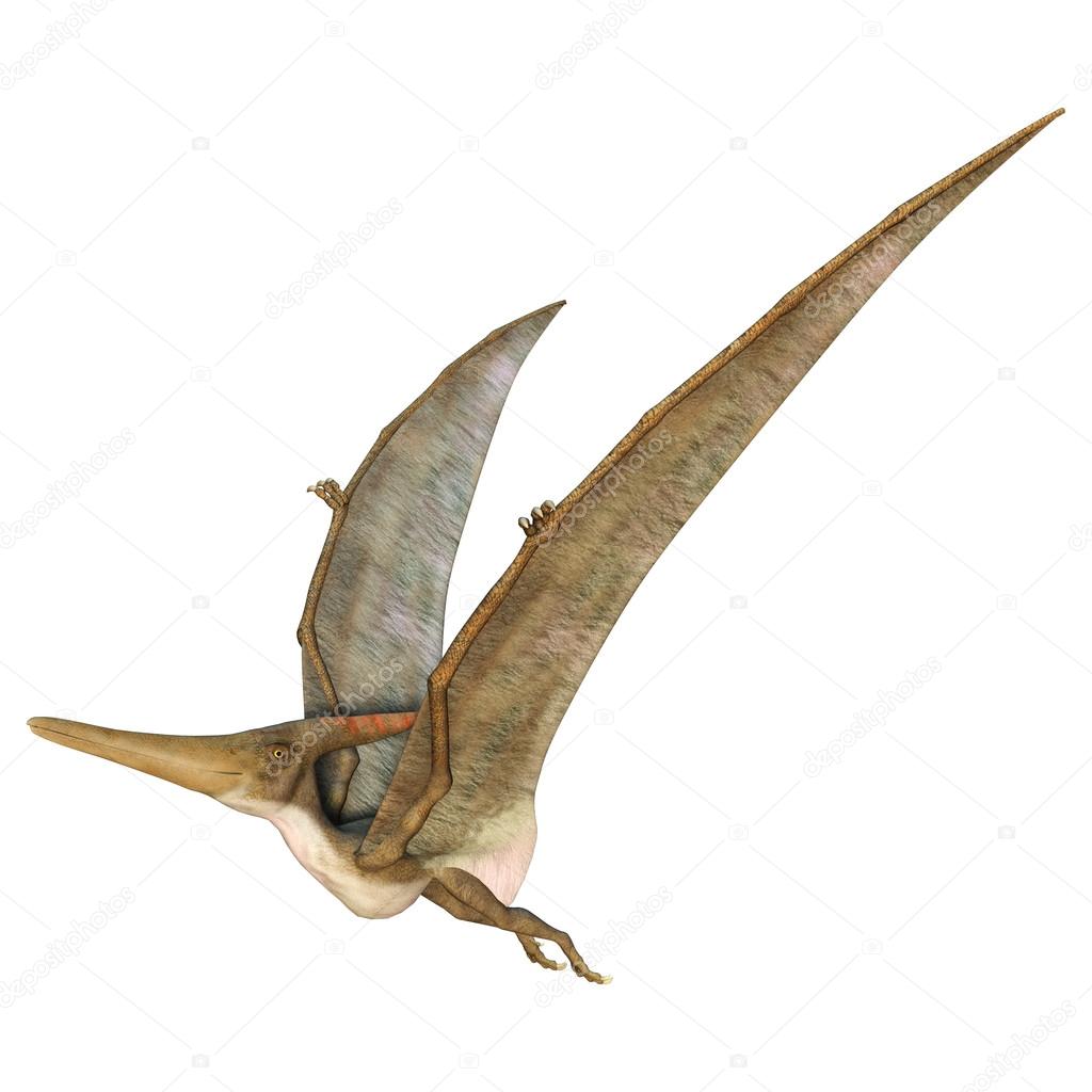 Pteranodon