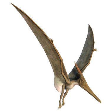 Landing Pteranodon clipart
