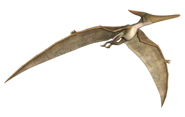 Pteranodon — Zdjęcie stockowe