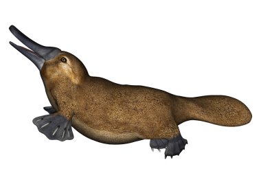 ornitorenk