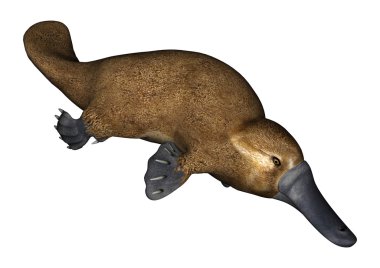 Platypus clipart