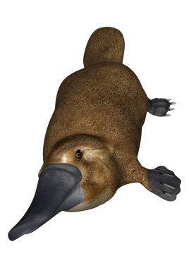 Platypus beyaz