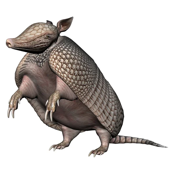 Armadillo! — Zdjęcie stockowe