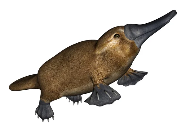 Platypus — стокове фото