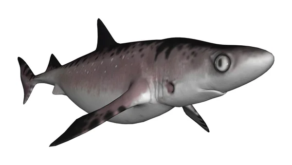 Shark — Stock Photo, Image