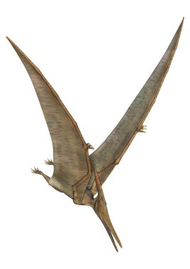 Pteranodon
