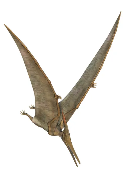 Pteranodon. — Fotografia de Stock