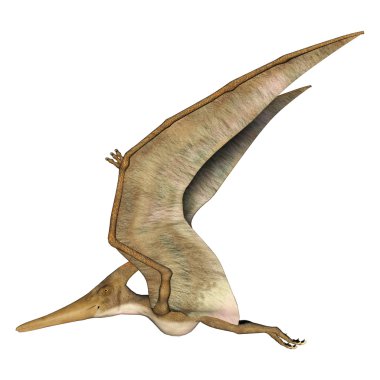 uçan pteranodon