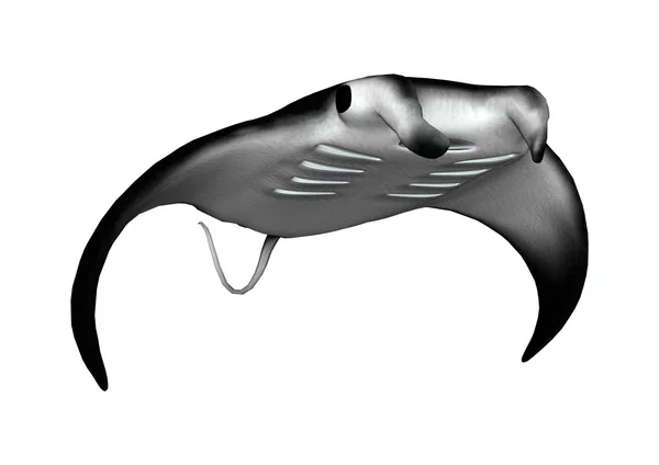 Manta Ray vagyok. — Stock Fotó