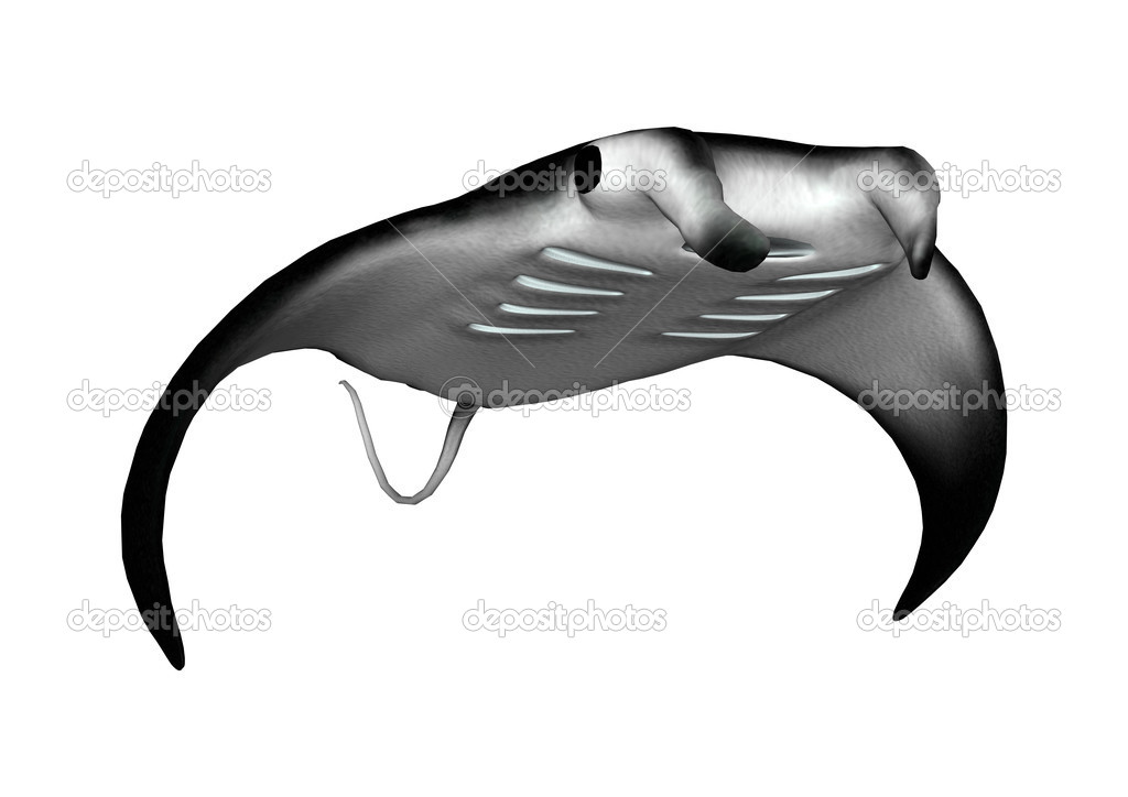 Manta Ray