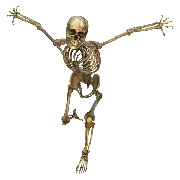 Human Skeleton — Stock Photo, Image