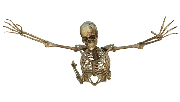 Human Skeleton — Stock Photo, Image