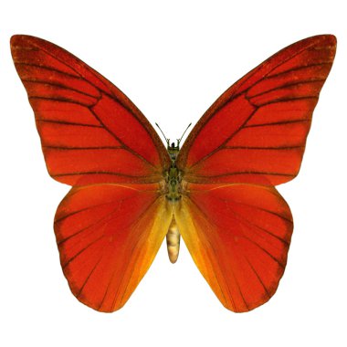 Kırmızı kelebek