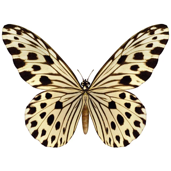Idea Leuconoe Butterfly — Stock Photo, Image