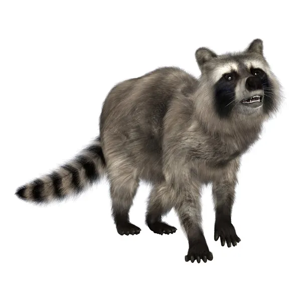 Raccoon — Stock Photo, Image