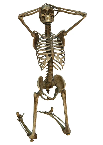 Human Skeleton — Stock Photo, Image