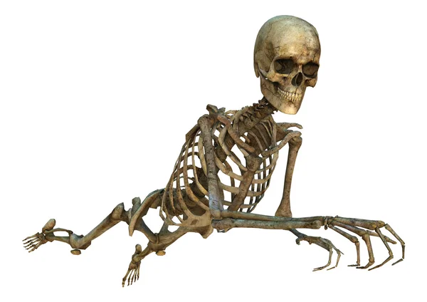 Human Skeleton — Stock Photo, Image