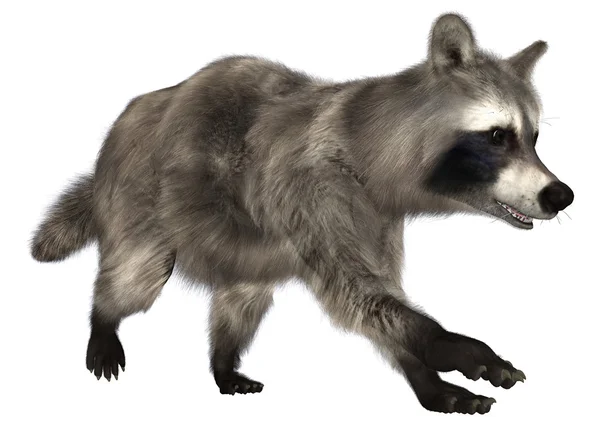 Raccoon — Stock Photo, Image