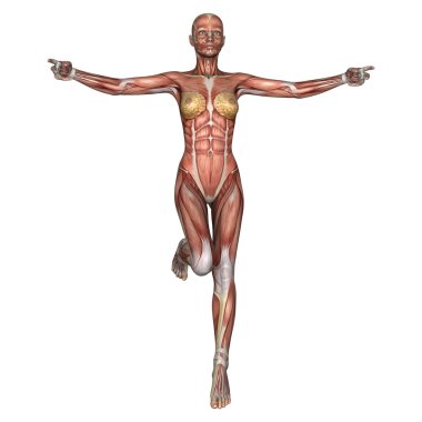 kadın anatomi şekil